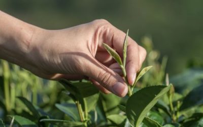Why Assam Tea?